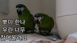 꽁패.한스마카우.뽀미.한나.사랑일기3.2021.7.5