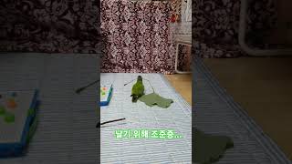 수리 힘도 세다, 잎가지 들고 날았다♡ #parrot …