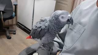 회색앵무새 다미 으하하~