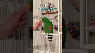 집사를 바라보는 사랑스러운 앵무새            …