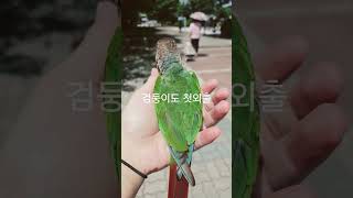 검둥이 첫외출 #birds #parrot #반려동물 #반려조 #앵무새 #코뉴어앵무새 #루티노퀘이커