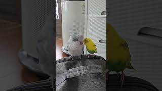 [퀘이커 앵무] 속닥속닥 | 귓속말 #parrot #b…