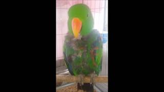 self-injury Eclectus parrot therapy course 70 (자해하는 뉴기니아앵무새 치료과정 70)