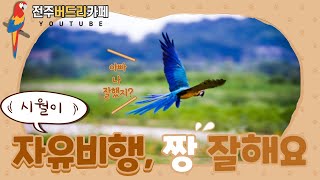 [앵무새 자유비행] 청금강시월이 세종시