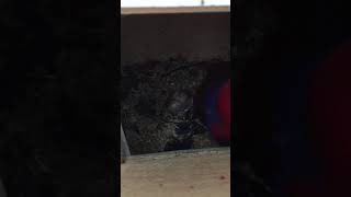 뉴기니아 와 마카우 뉴기니아 새끼 11일차 eclectus parrot baby 11days