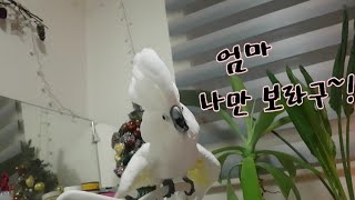 서로 자기만 보라며 징징거리는 다롱이나나♡질투쟁이 앵무…