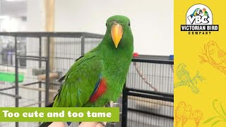Super Tame Baby Male Eclectus …