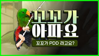 앵무새 꼬꼬가 아파요~! 4대질병 PDD