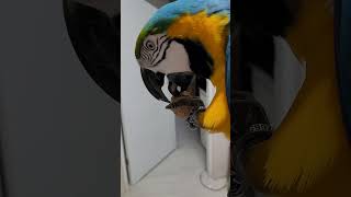 앵무새의 부리힘은 얼마나 강할까? #청금강앵무새 #macaw #청금강