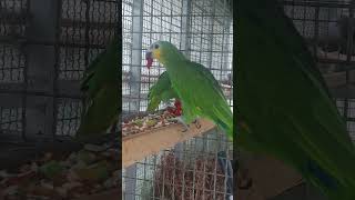 산딸기 먹방 아마존C