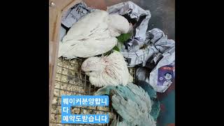 010 2296  5701 코뉴어 .퀘이커 말잘하는 퀘이커 한번키워보세요