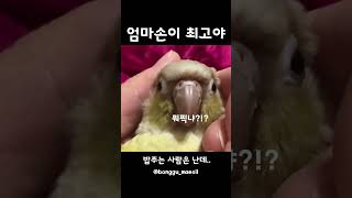 밥은 내가 주는데..? #앵무새 #앵무새키우기 #코뉴어…