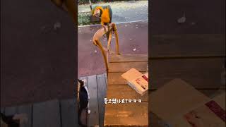 포식자를 예뻐하는 청금강