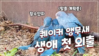 퀘이커 앵무새 생애 첫 외출