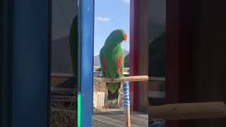 산책나온 앵무새들 안녕 #반가워 #신기한앵무새 #산책중…