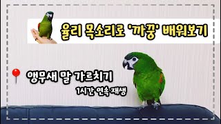 까꿍❤ 앵무새 말 가르치기 (1시간 연속재생)
