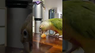 소망이의 일상(코뉴어)귤도 참 맛있게 잘 먹는구나