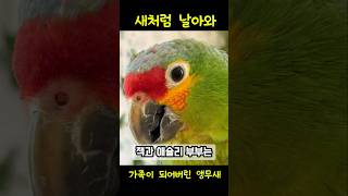 뒷마당에 날아온 앵무새, 가족이 되다 | Parrot Finds Forever Home by Chance