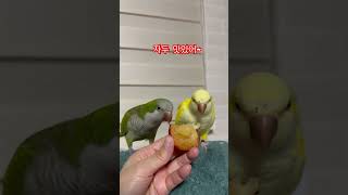 자두는 맛있어~~ #앵무새 #퀘이커 #parrot #자…