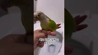 똥오줌가리는 아이#앵무새#코뉴어#코코#기저귀따위#금쪽같…