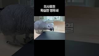 의사표현 확실한 앵무새  회색앵무 잠바