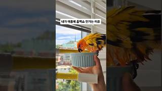 내가 흠뻑쇼 안 가는 이유 #앵무새 #썬코뉴어 #흠뻑쇼