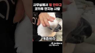 코카투 납치사건 #앵무새 #동물 #코카투 #cockatoo