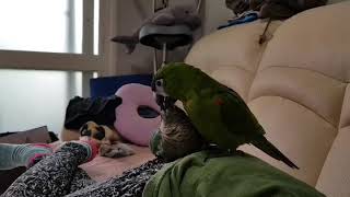 한스마카우 앙꼬와 블루코뉴어 맹꽁이의 브로맨스 1탄