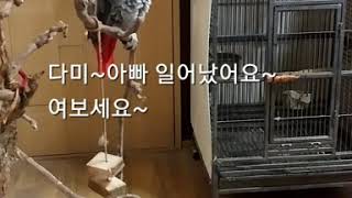 회색앵무새 아빠 힘내세요