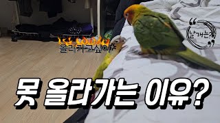 날개가 있어도 침대에 힘겹게 올라가는 이유가...