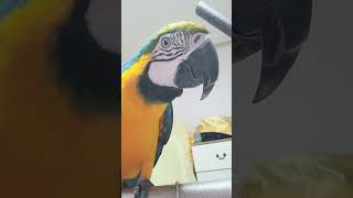 셀카보는 루카 #macaw #청금강 #청금강앵무새