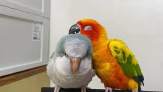 썬코뉴어&퀘이커