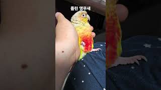 졸린 앵무새 #parrot #birds #cute #코뉴어 #반려동물 #동물 #conure #animals