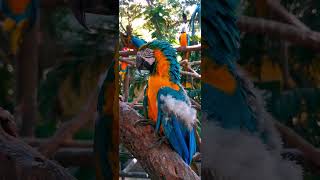 금강앵무새, 마카우, Parrots, Macaws 16, 기증영상, pexels
