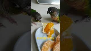 식성 다른 형제 앵무새#코뉴어 #동물키우기 #앵무새키우…