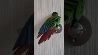 코뉴어앵무새#하랑이#하봉이#parrot#cute