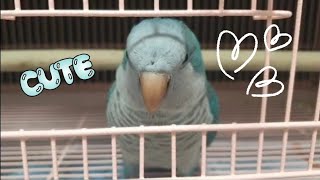 퀘이커앵무새 순도리 날다~~~~~ 꺄아아아