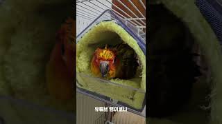 앵무새가 무서워 하는것은? #앵무새 #코뉴어 #썬코뉴어 #parrot