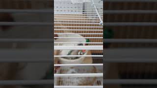 앵무새 코뉴어 누워서 종갖고놀기 영상/