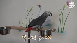(ENG SUB) 말하고 똥싸고 닦으라고 시키는 앵무새…