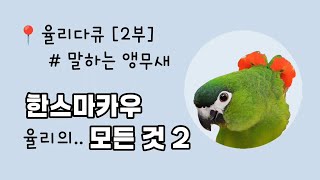 율리 다큐 [2부] #한스마카우 #말하는앵무새