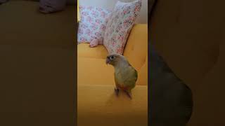 look 3 bird? ~  #birds #parrot…