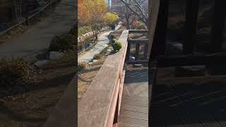 반려앵무새와 산책 #앵무새 #birds #한스마카우 #반려동물