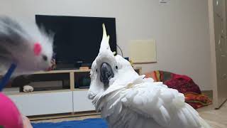 코카투 앵두랑 놀아주기 쥐가 나타나다~!