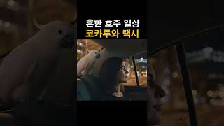흔한 호주 일상 – 택시에 코카투 앵무새가?