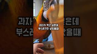 뚜껑을 열었는데 부스러기만 남아있어 당황한 앵무새가 보여준 행동 #윙스패밀리 #누가먹었어 #할리퀸마카우마르코
