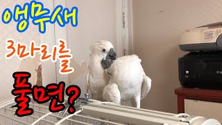 성격다른 대형앵무 3마리가 모이면?+코카투 암수 구별