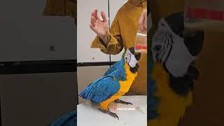 앵무새 이유식 먹이기. 불편해 보인다고요?? #앵무새