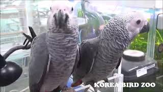 회색앵무 아가들입니다^^