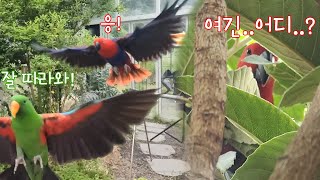 [지구젤리/일상] 비행초보 앵무새의 비행 배우기 (in…